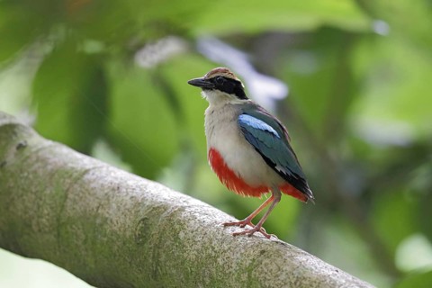 Fairy fairy pitta