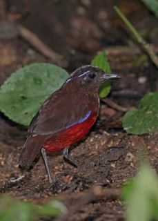 Graceful Pitta