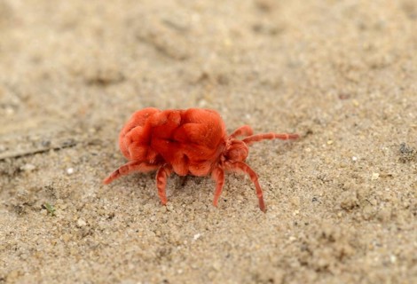 Trombidiidae