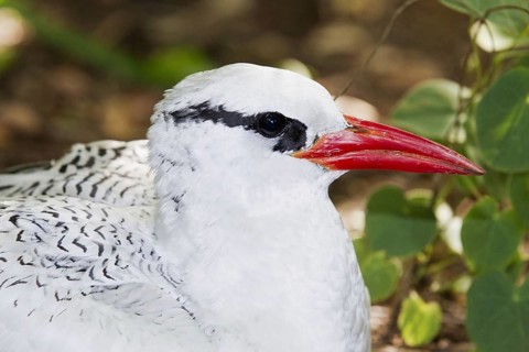 Red-billed Tropicbird