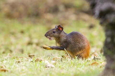 Red-rumped Agouti