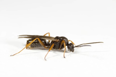 Grey black negro ant