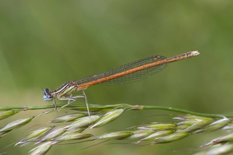 Orange White-legged Damselfly