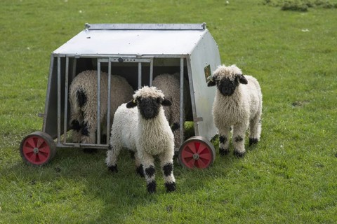 Valais Blacknose Sheep
