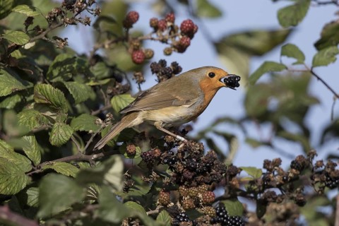 Robin