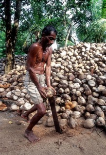 Removing husk of the coconut