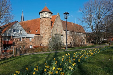 Narzissen