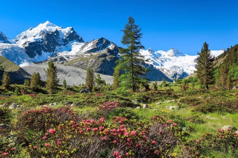 Zahleiche bluehende Alpenrosen vor dem schneebedekten Piz Roseg im Oberengadiner Val Roseg