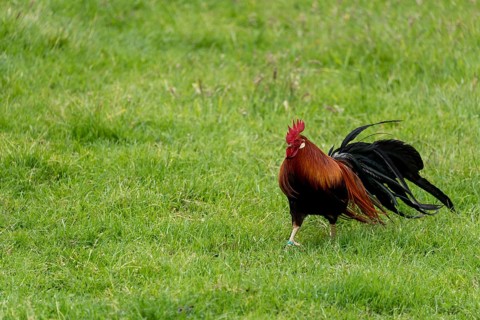 Proud rooster