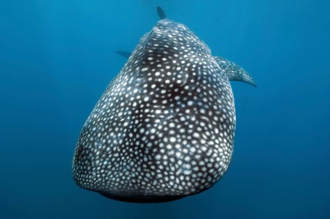 Whale shark