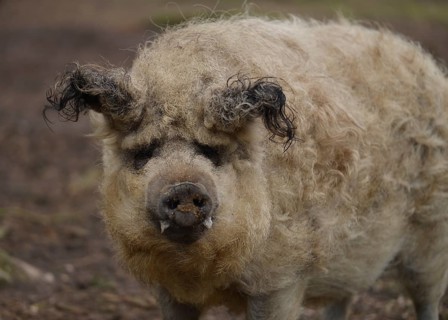 Mangalitsa woolly pig