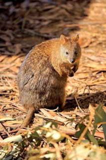 Quokka