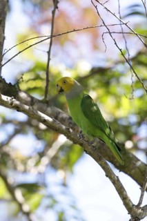 Song parrot