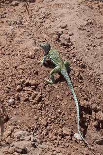 Collared Iguana