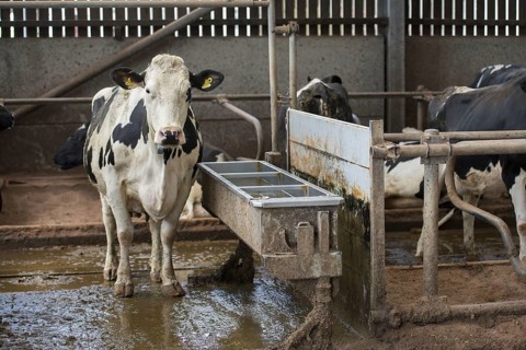 Domestic Cattle