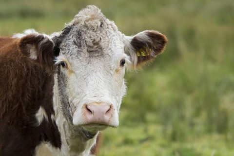 Hereford cattle