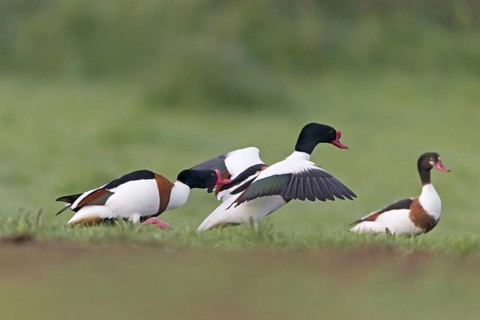 Common shelduck