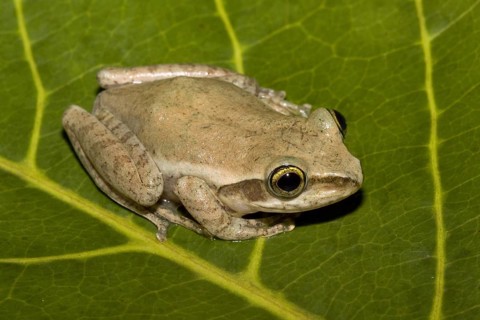 Madagascar frog