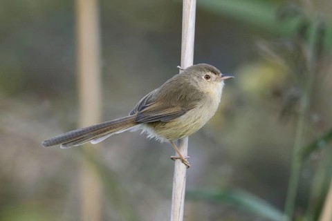 Unicoloured Prinia