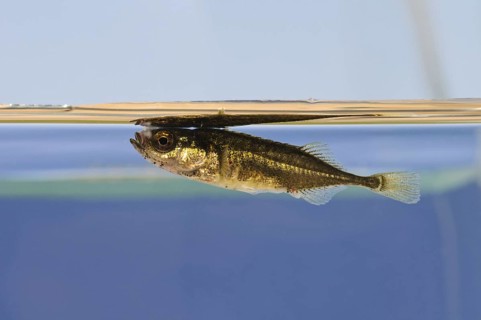 Nine-spined ninespine stickleback