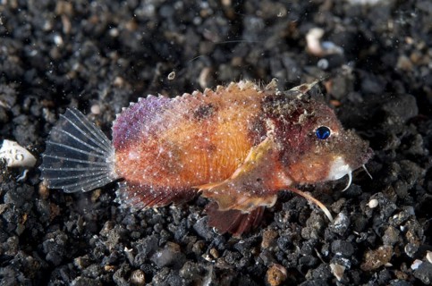 Stingfish