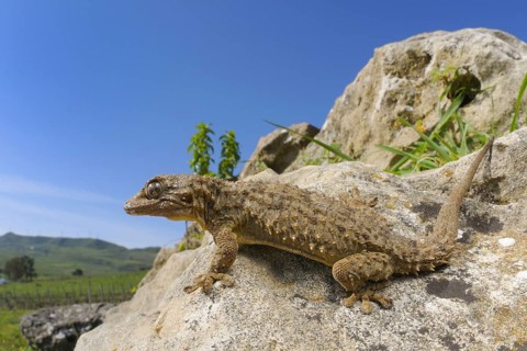 Moorish common wall gecko