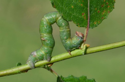Peppered moth