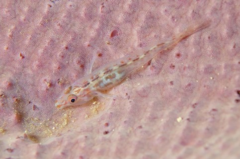 Fan sponge ghost goby