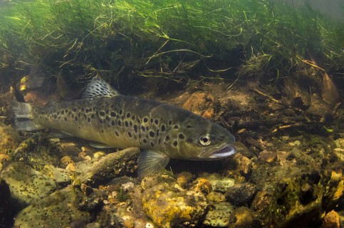 Brown Trout