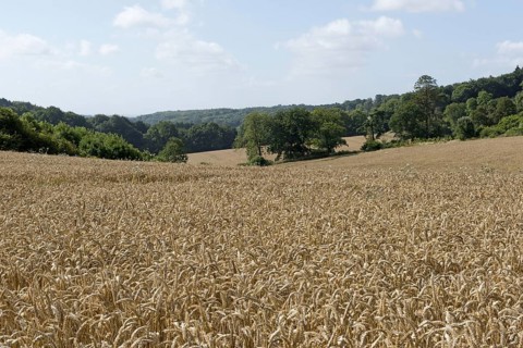 Development of a winter wheat crop from seedling to harvest