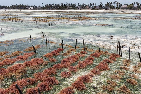 Red algae