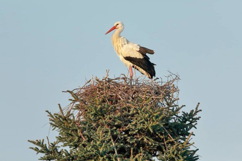 Single white stork standing in the nest in the middle of the treetop of a large spruce
