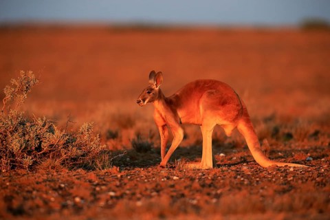 Red kangaroo
