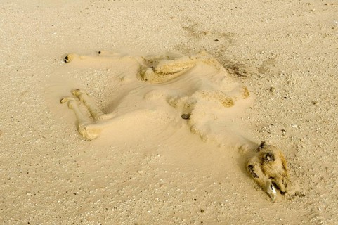 Dromedary
