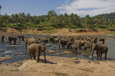 Asian elephant