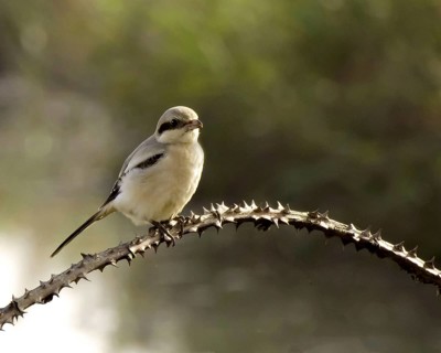 Southern grey shrike