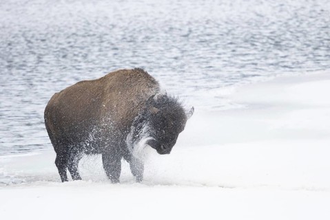 American bison