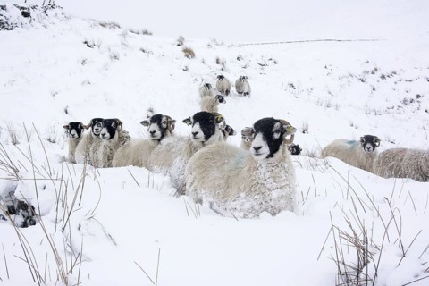Domestic sheep