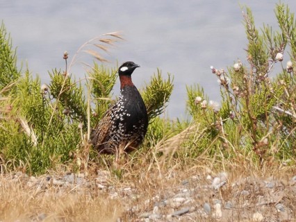 Black black francolin