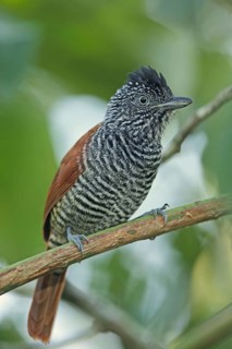 Chestnut-backed Antshrike