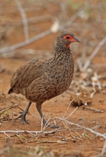 Swainson's spurfowl