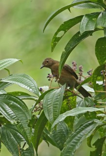 Yellow-legged Thrush