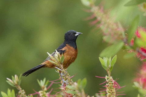 Orchard oriole