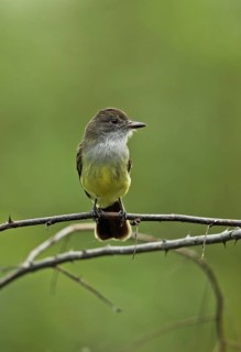 Short-crested tyrant