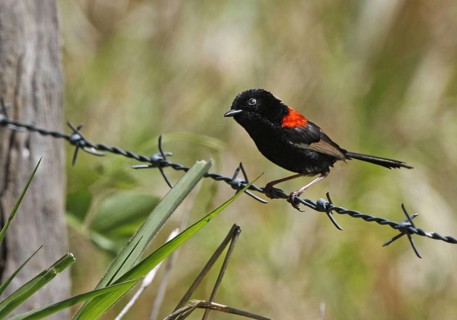 Red-backed Fairywren