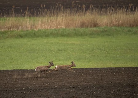 Western Roe Deer