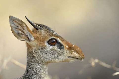 Kirk's Dik-dik