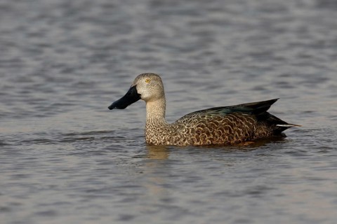 Cape Shoveler