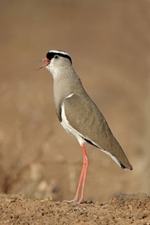 Crowned Lapwing
