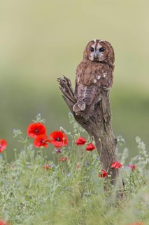 Tawny owl